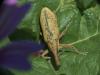 Lixus pulverulentus